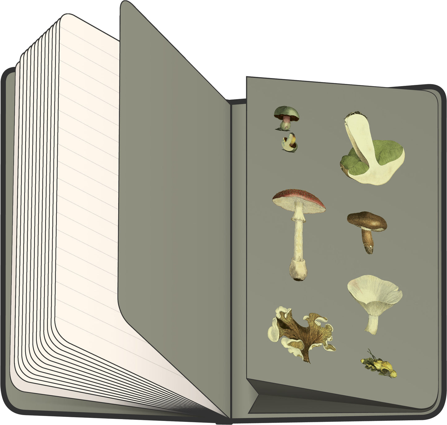 Noizbuch Pilze von Kateřina Winterová, liniert, 13 x 21 cm