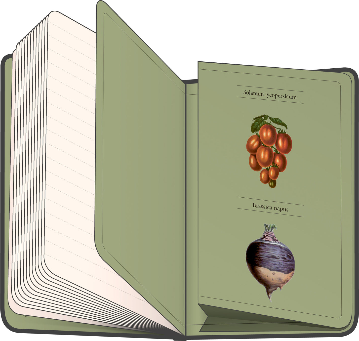 Notizbuch Gemüse von Kateřina Winterová, liniert, 13 x 21 cm