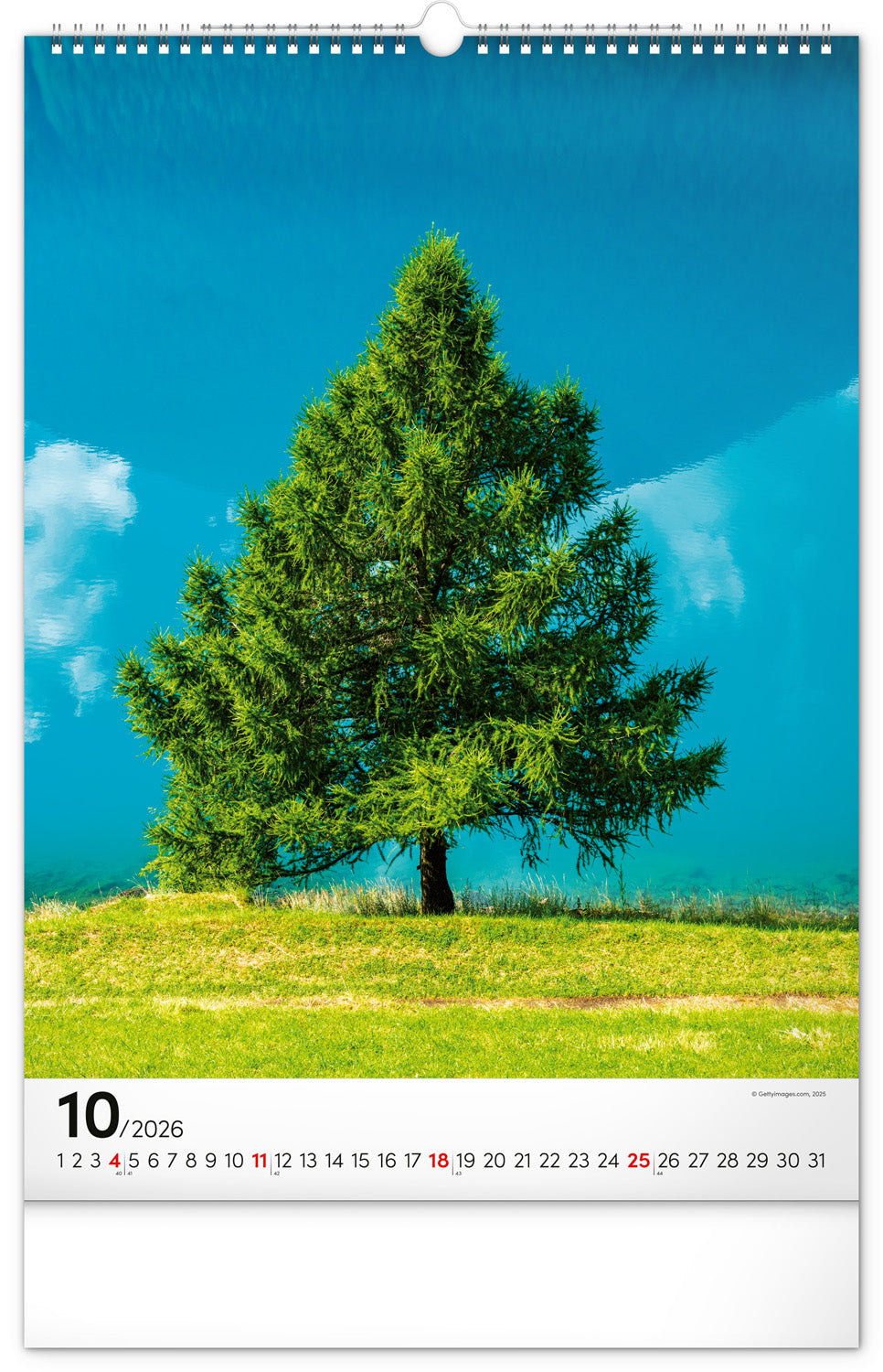 Wandkalender Bäume 2026, 33 x 46 cm