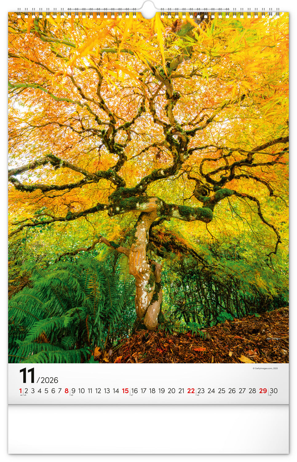Wandkalender Bäume 2026, 33 x 46 cm