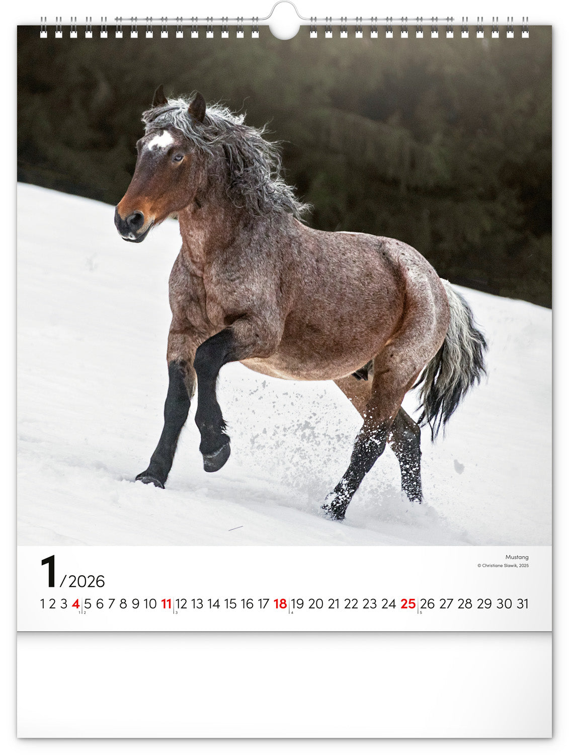 Wandkalender Pferde 2026, 30 x 34 cm