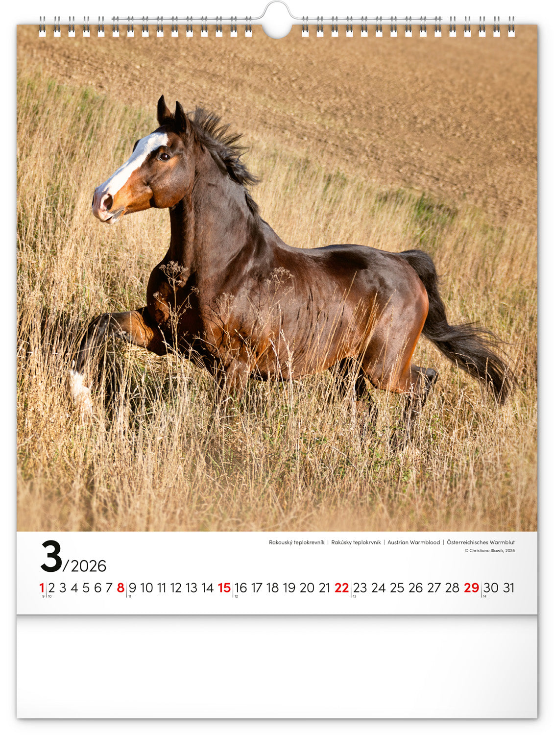 Wandkalender Pferde 2026, 30 x 34 cm