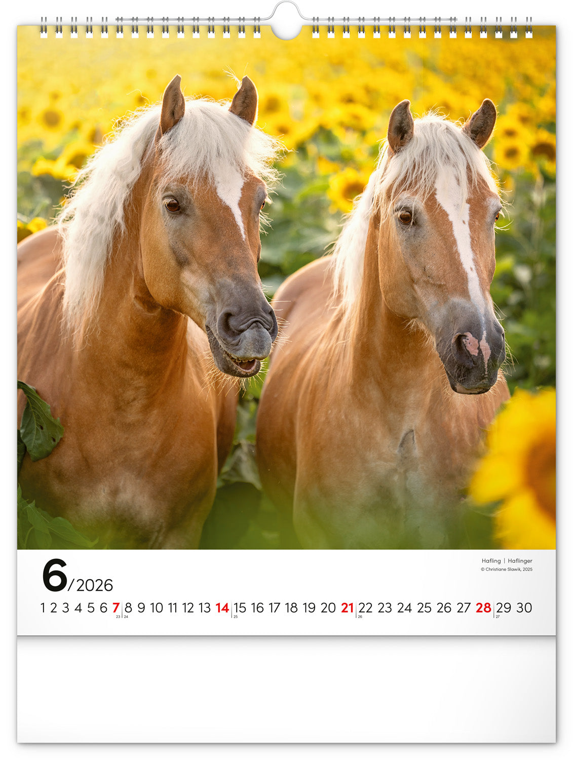 Wandkalender Pferde 2026, 30 x 34 cm