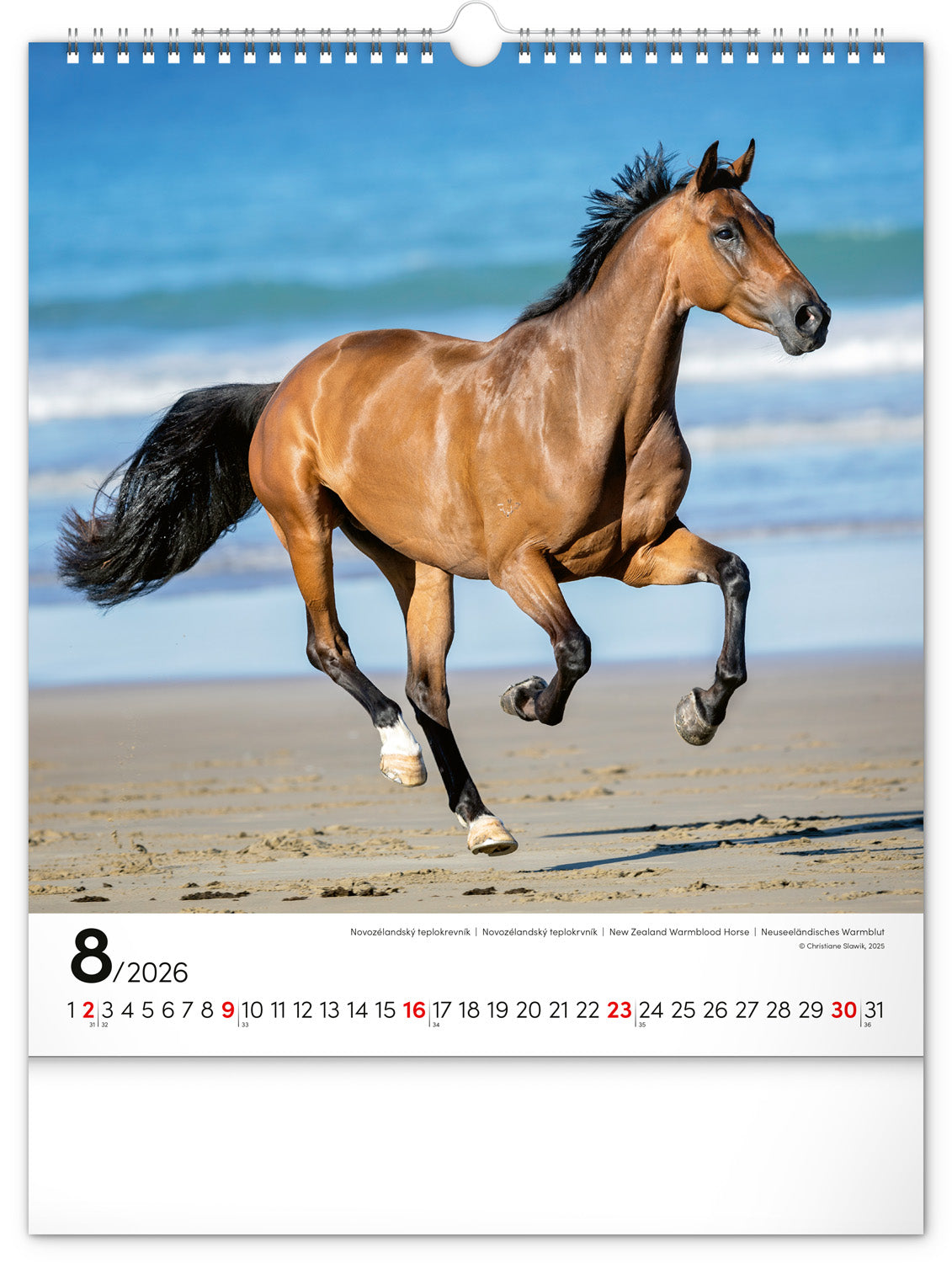 Wandkalender Pferde 2026, 30 x 34 cm