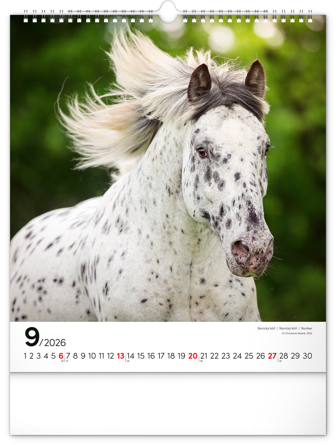 Wandkalender Pferde 2026, 30 x 34 cm