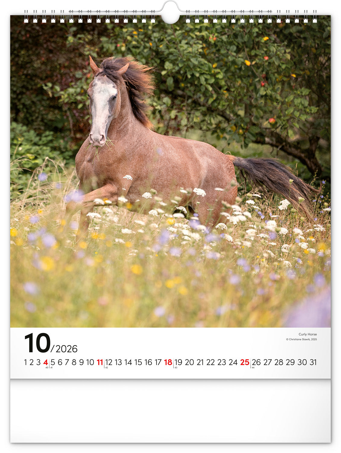 Wandkalender Pferde 2026, 30 x 34 cm