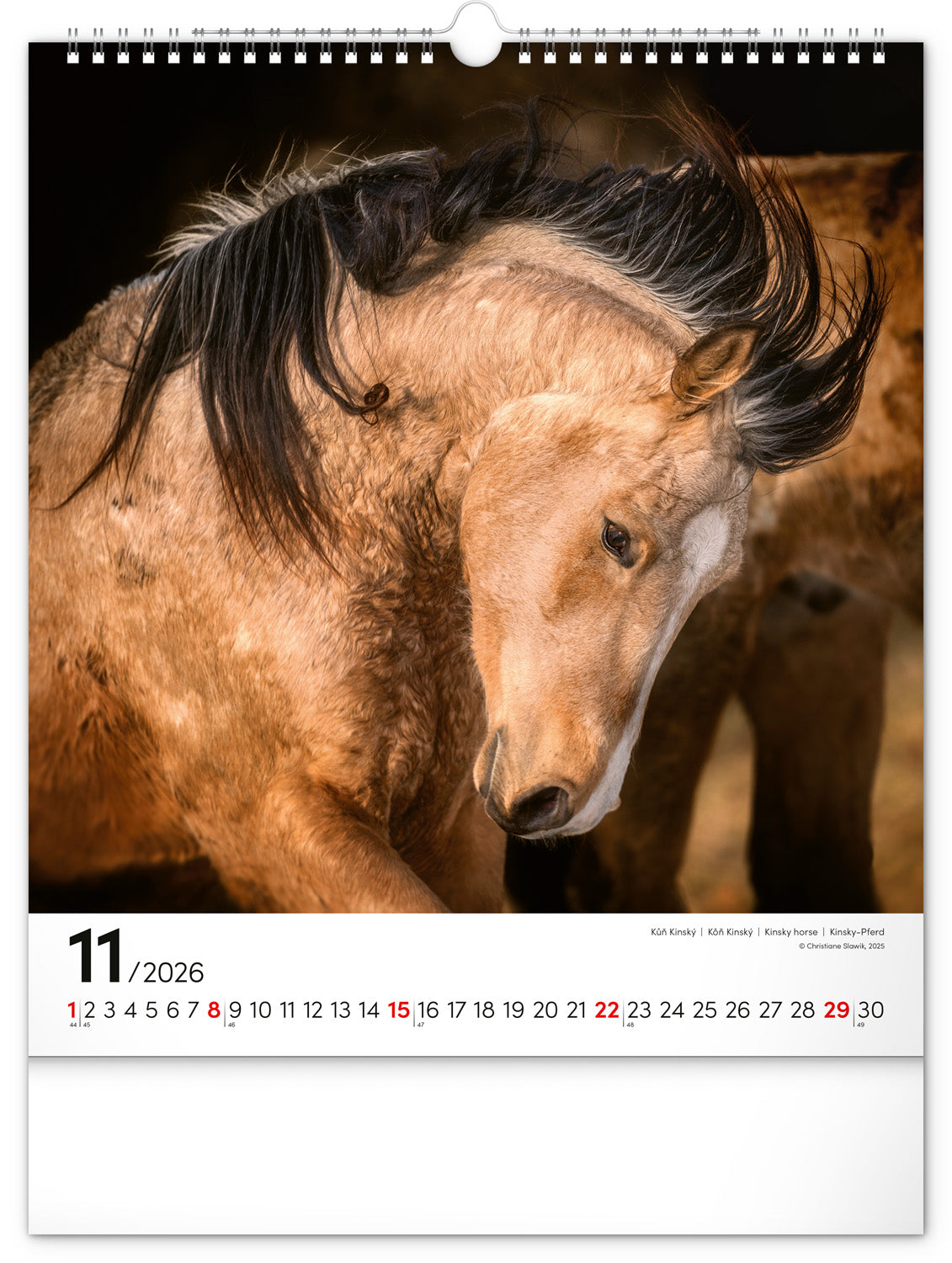 Wandkalender Pferde 2026, 30 x 34 cm