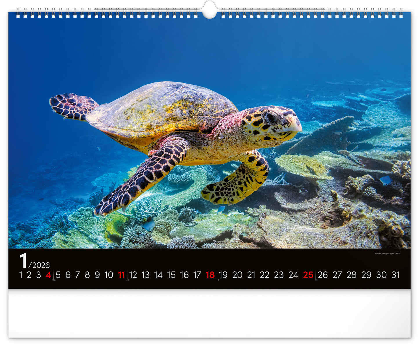 Wandkalender Unterwasserwelt 2026, 48 x 33 cm