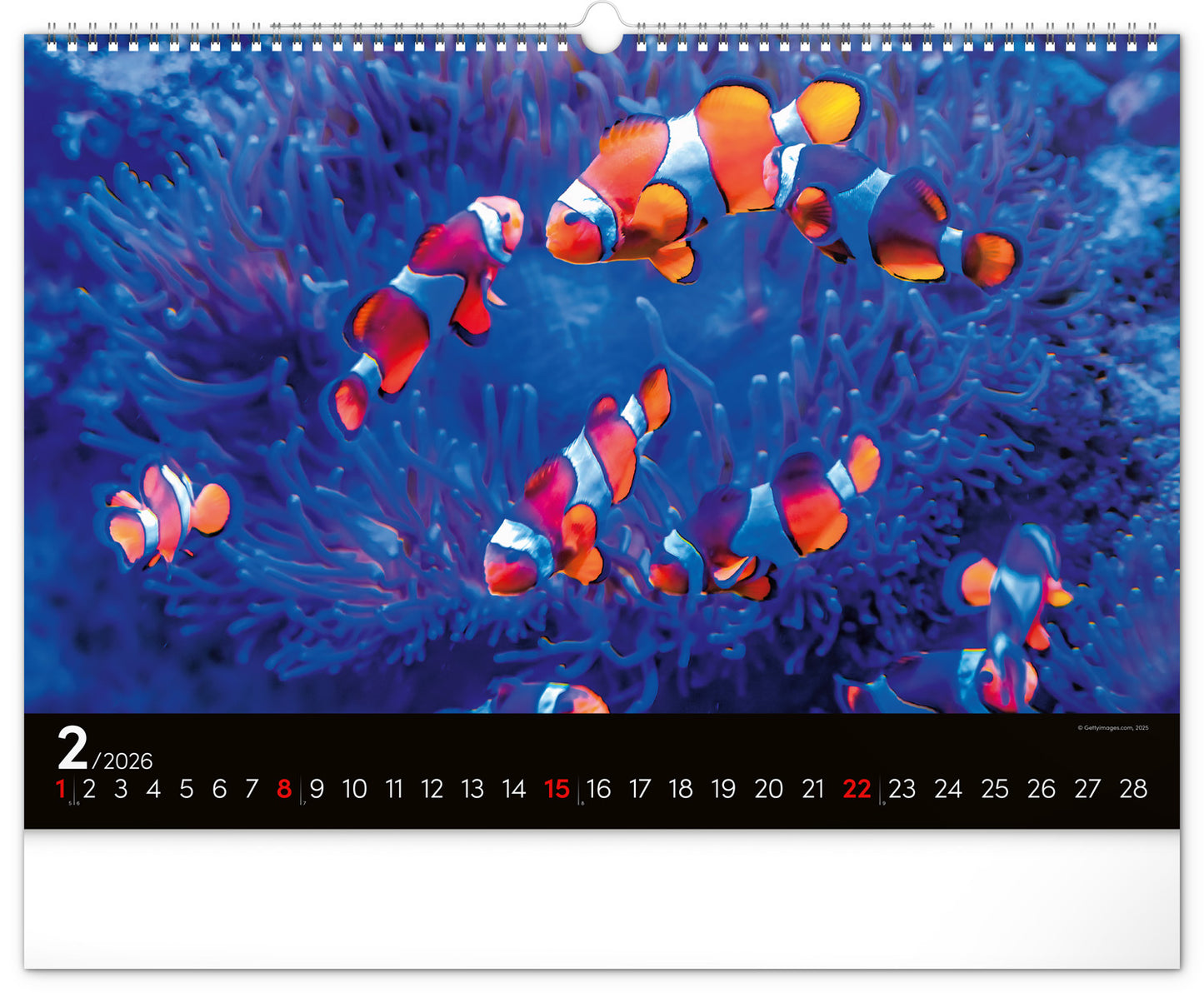 Wandkalender Unterwasserwelt 2026, 48 x 33 cm