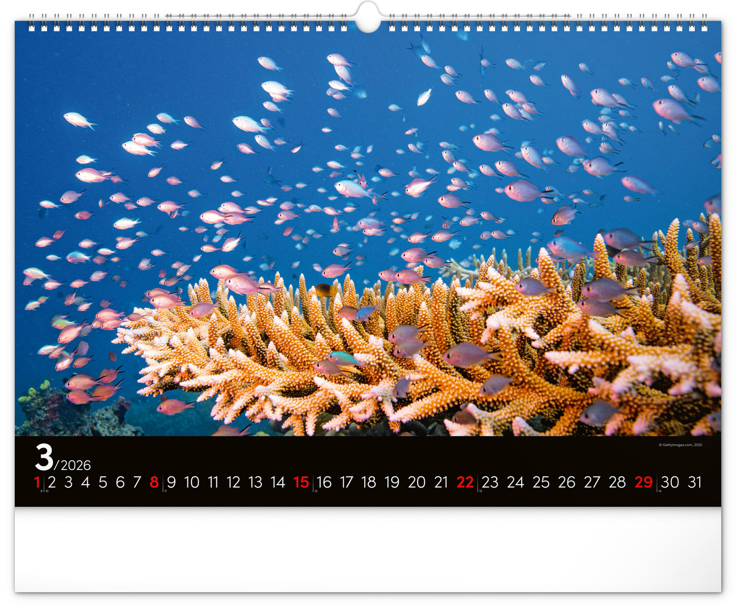 Wandkalender Unterwasserwelt 2026, 48 x 33 cm