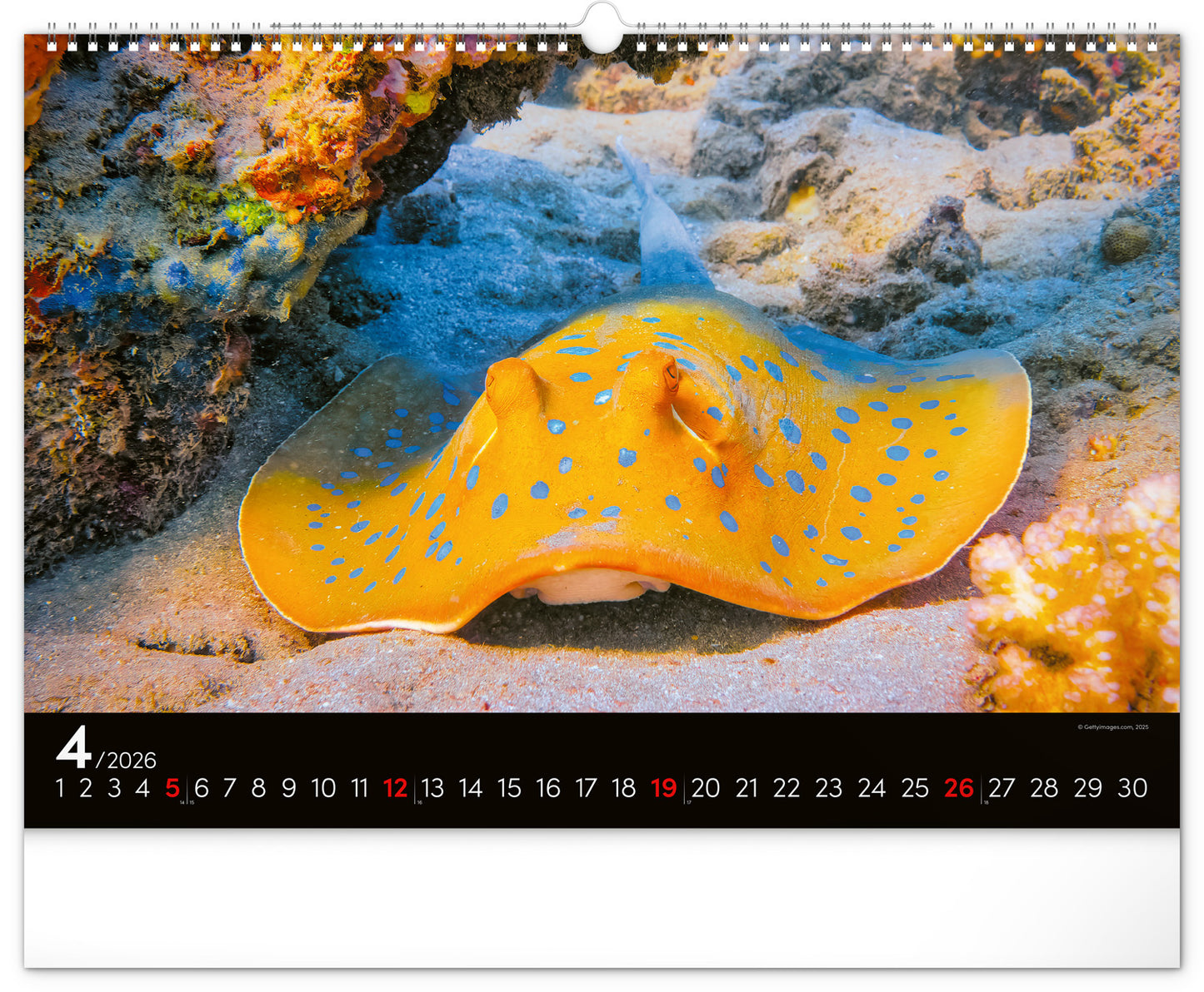Wandkalender Unterwasserwelt 2026, 48 x 33 cm