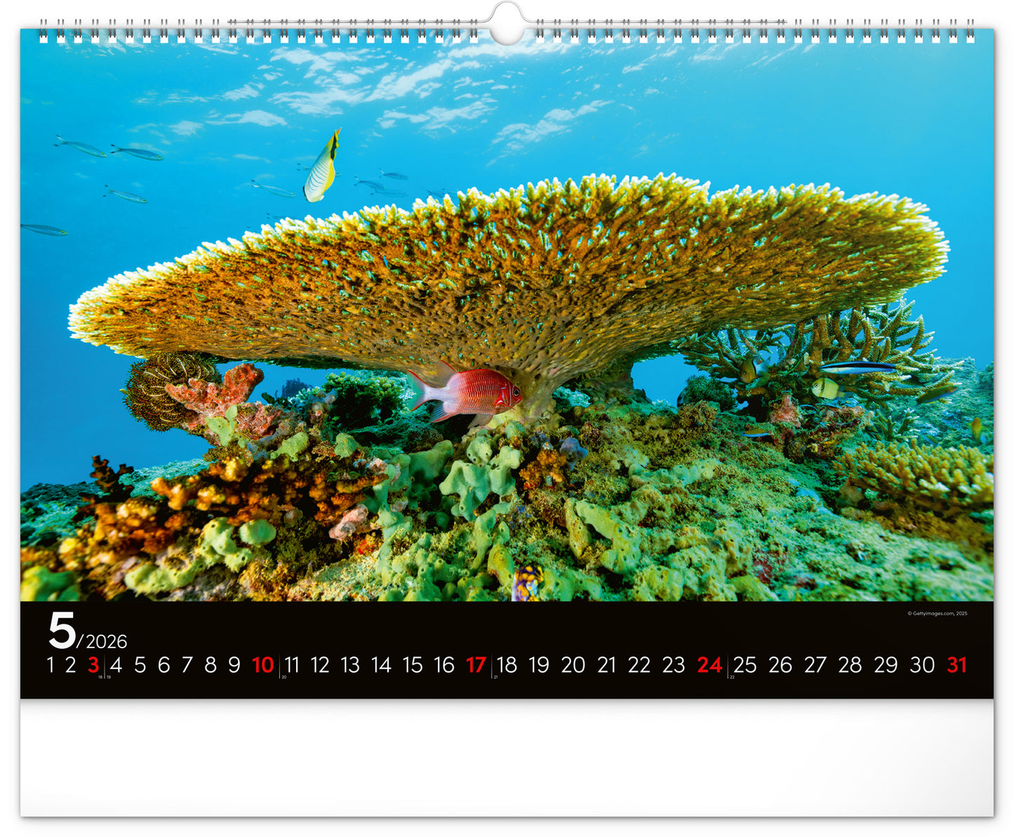 Wandkalender Unterwasserwelt 2026, 48 x 33 cm