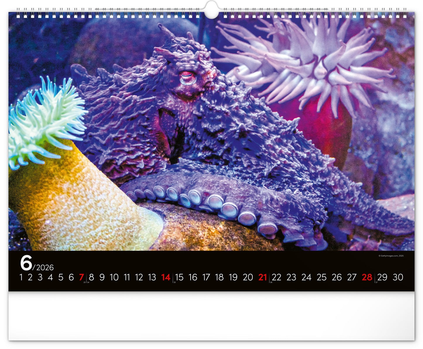 Wandkalender Unterwasserwelt 2026, 48 x 33 cm