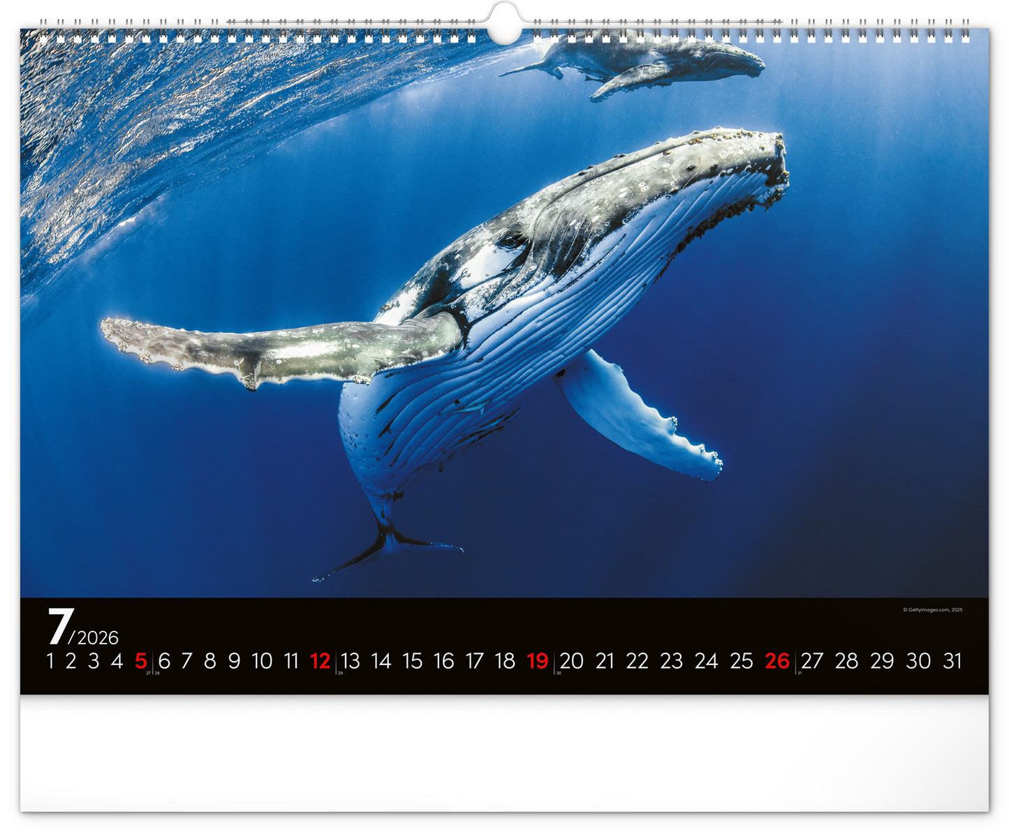 Wandkalender Unterwasserwelt 2026, 48 x 33 cm