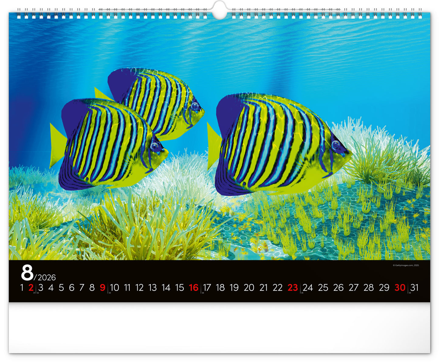 Wandkalender Unterwasserwelt 2026, 48 x 33 cm