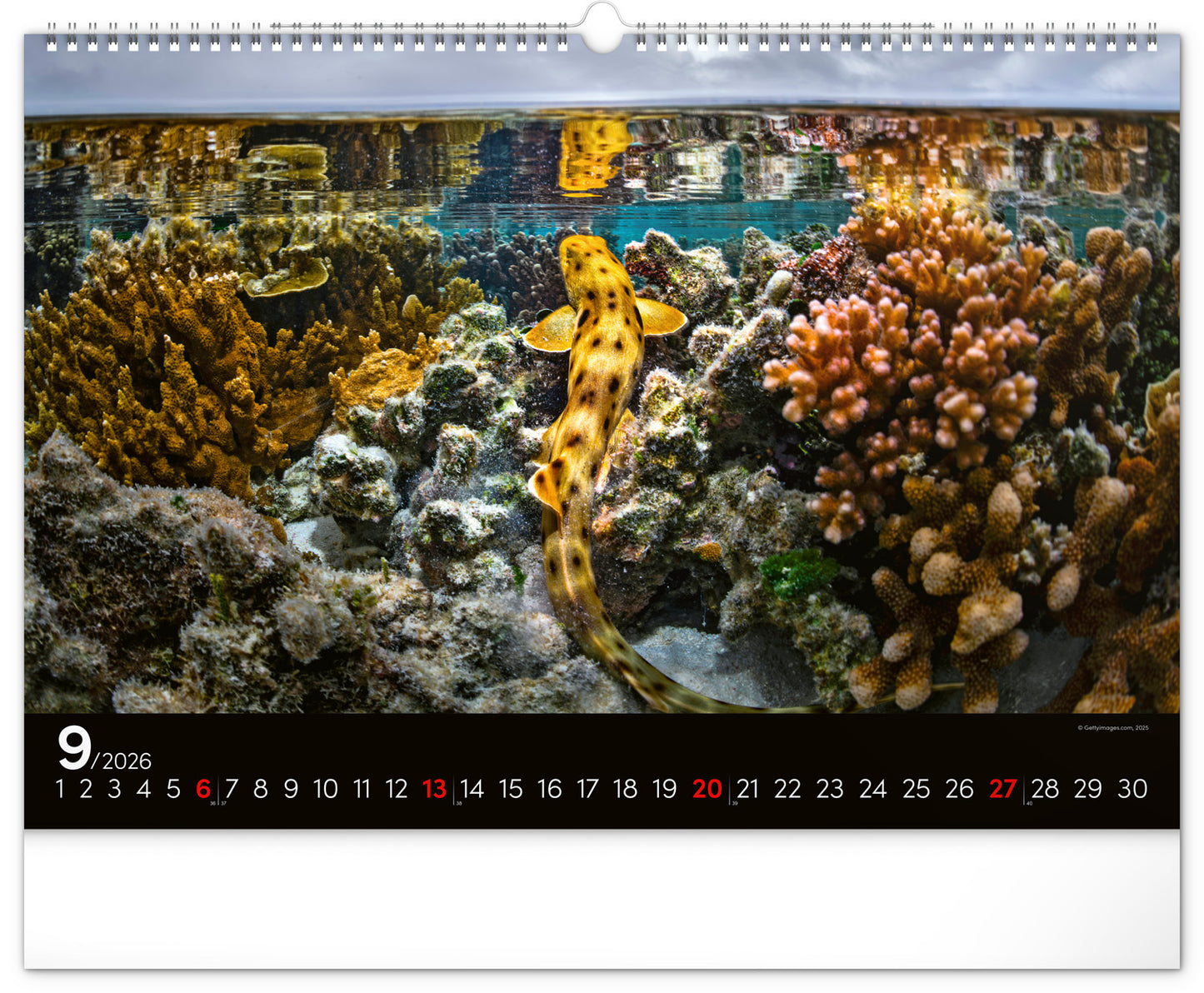 Wandkalender Unterwasserwelt 2026, 48 x 33 cm