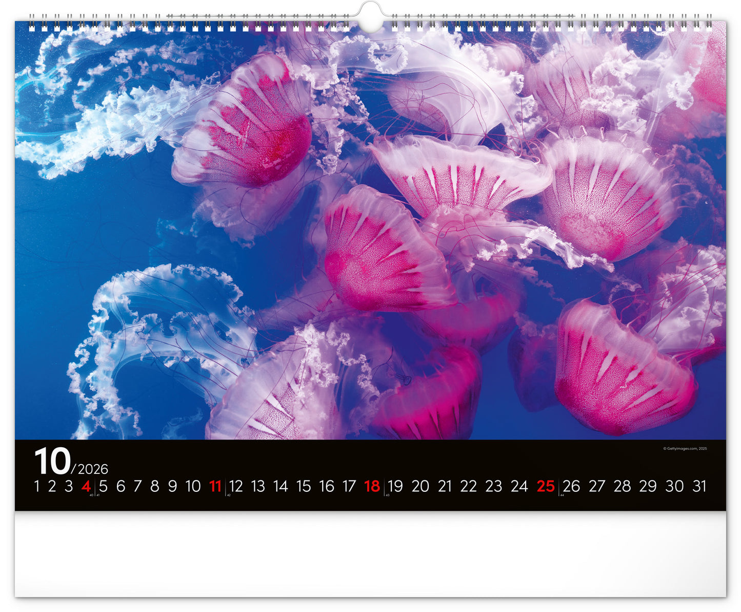 Wandkalender Unterwasserwelt 2026, 48 x 33 cm