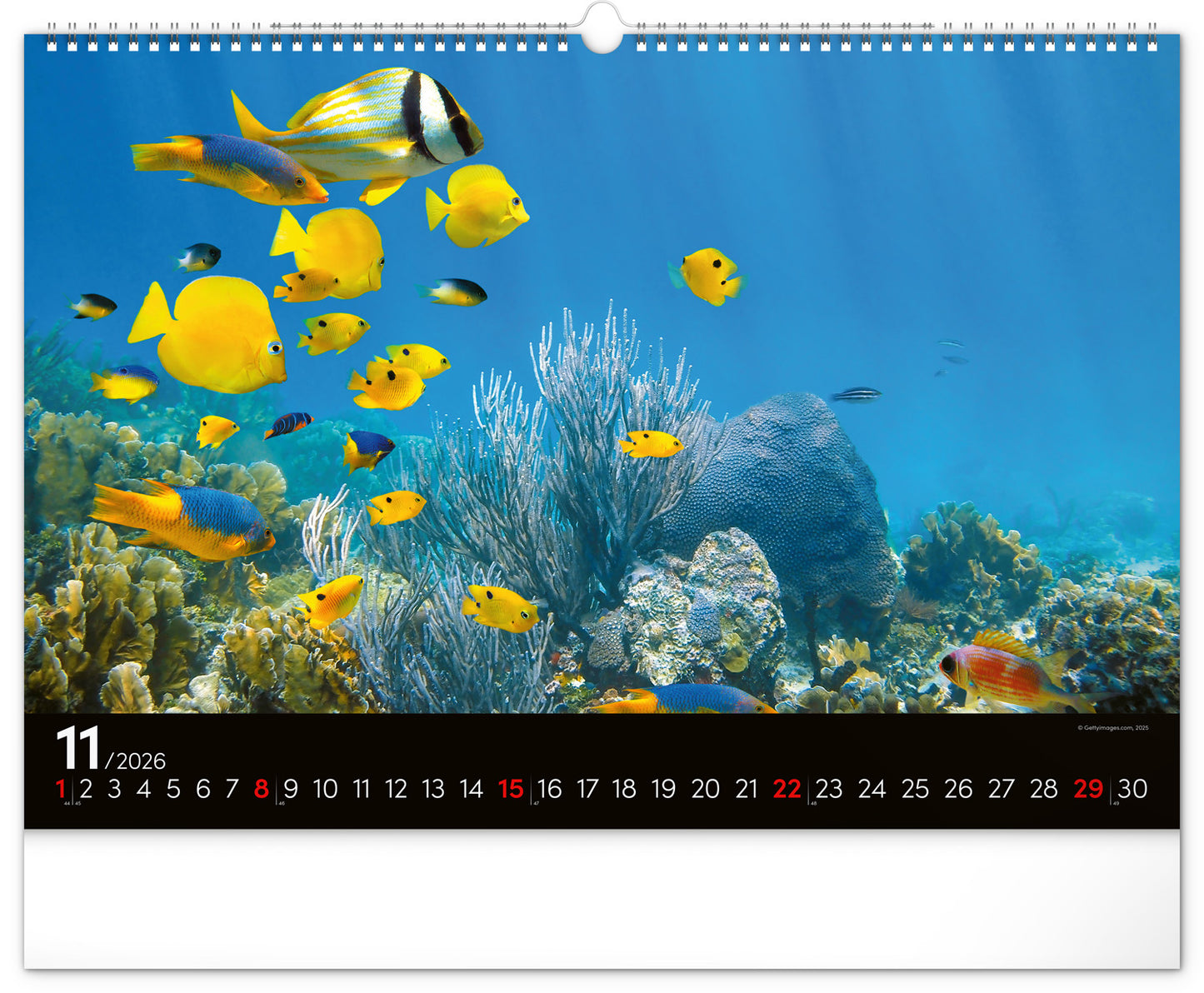 Wandkalender Unterwasserwelt 2026, 48 x 33 cm