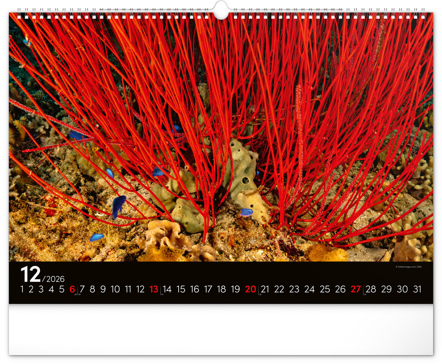 Wandkalender Unterwasserwelt 2026, 48 x 33 cm