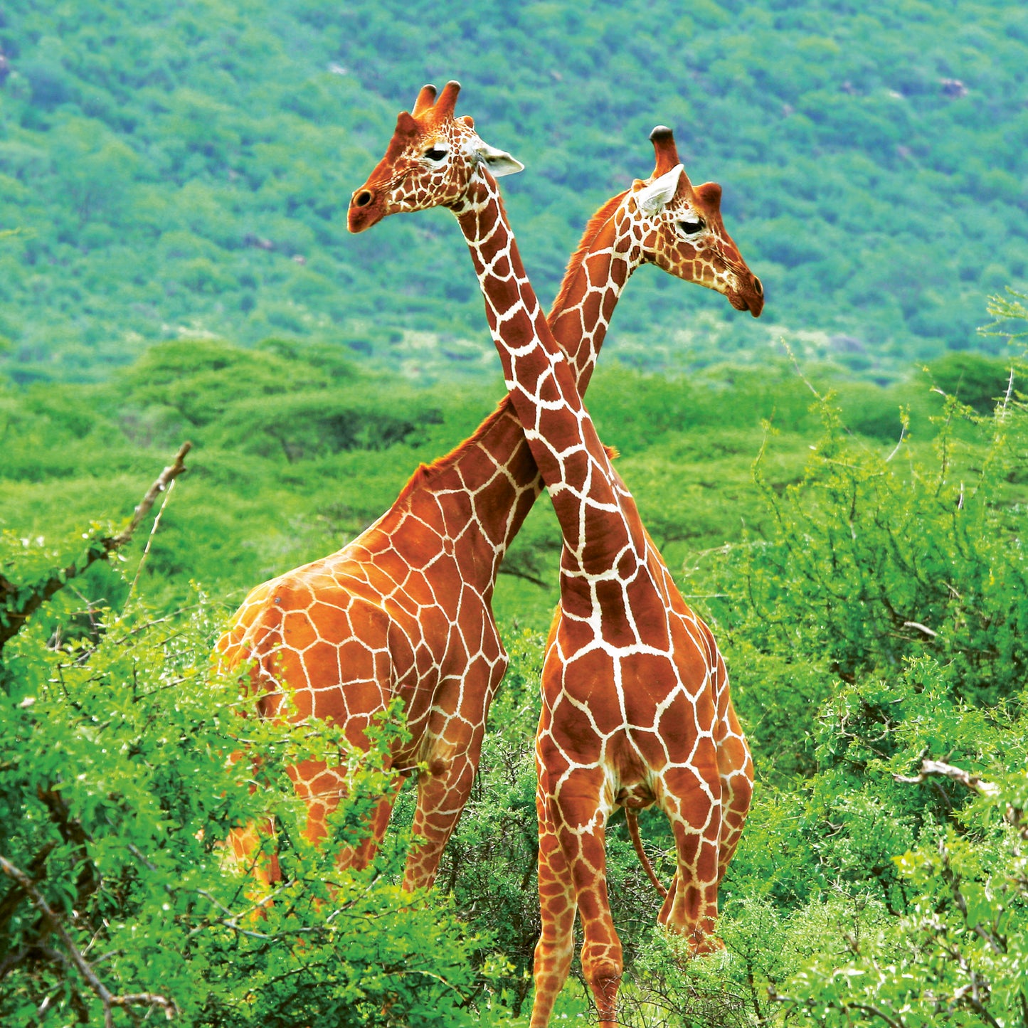 Broschürenkalender Wildes Afrika 2024, 30 × 30 cm