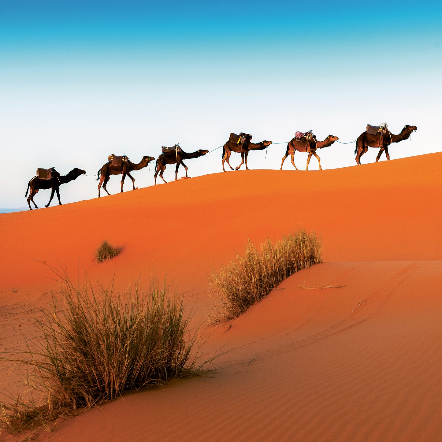 Broschürenkalender Wildes Afrika 2024, 30 × 30 cm