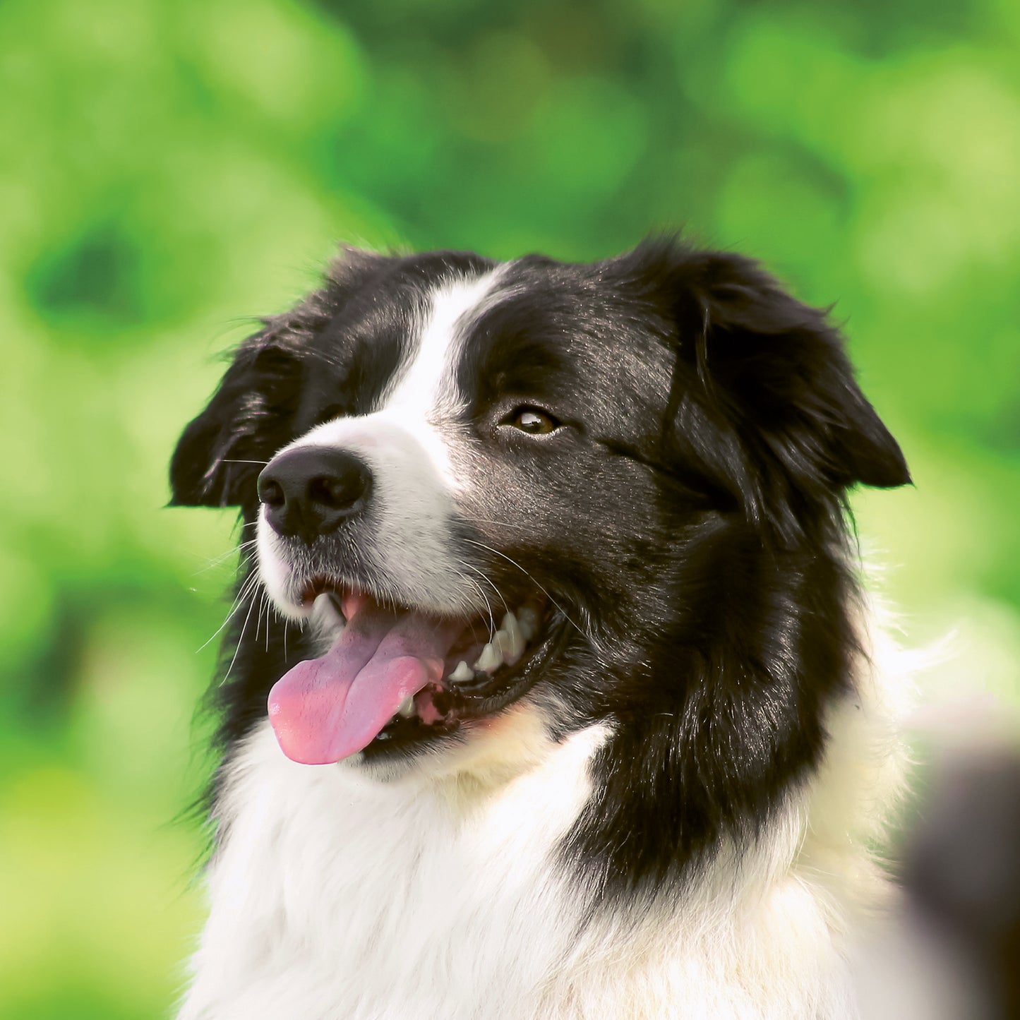 Broschürenkalender Hunde 2024, 30 × 30 cm