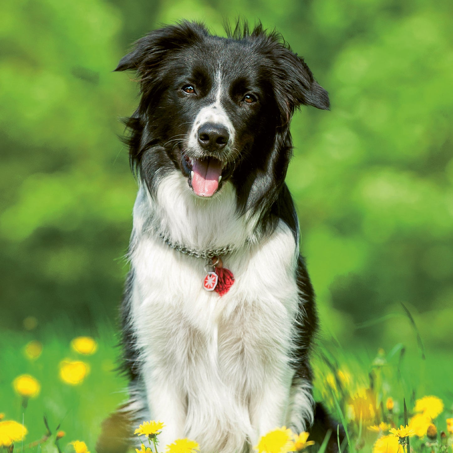 Broschürenkalender Hunde 2024, 30 × 30 cm