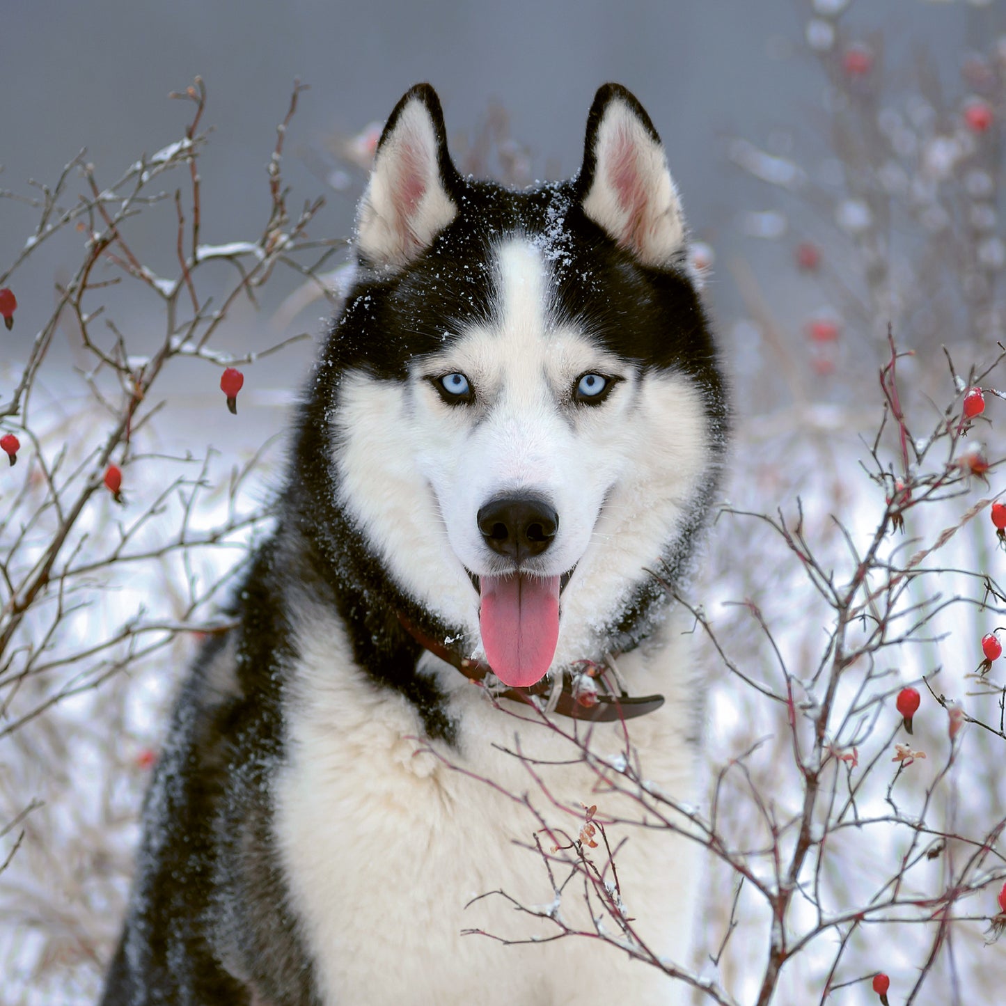 Broschürenkalender Hunde 2024, 30 × 30 cm