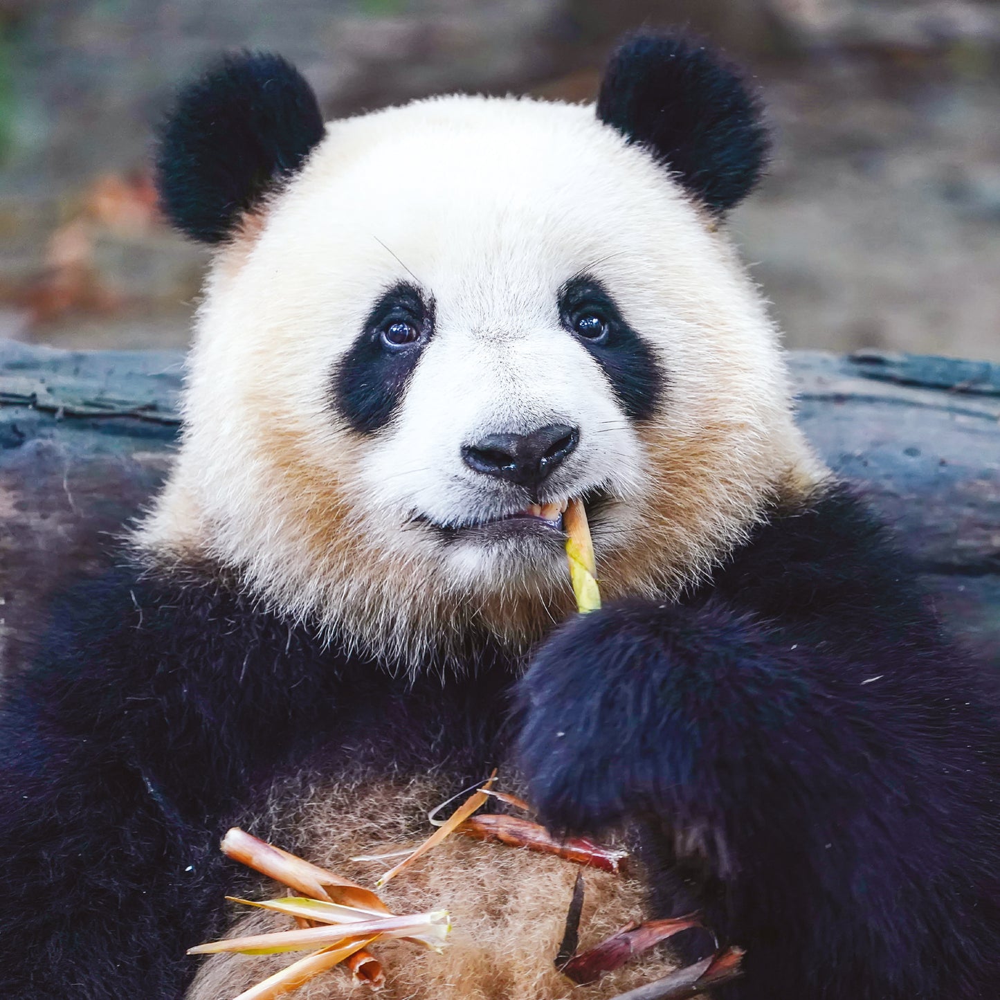 Broschürenkalender Pandas 2025, 30 x 30 cm