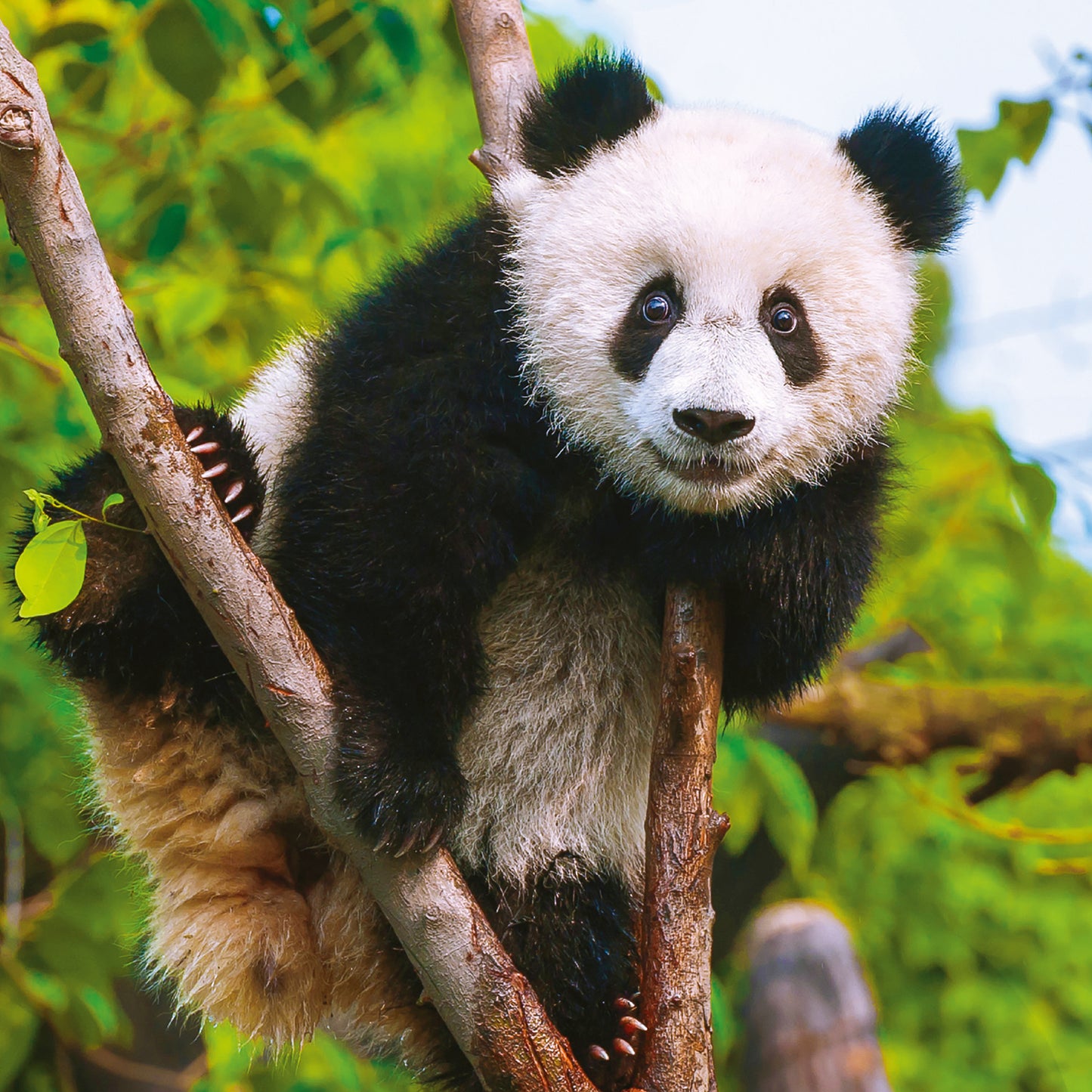 Broschürenkalender Pandas 2025, 30 x 30 cm