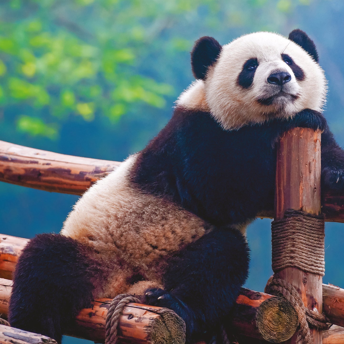 Broschürenkalender Pandas 2025, 30 x 30 cm