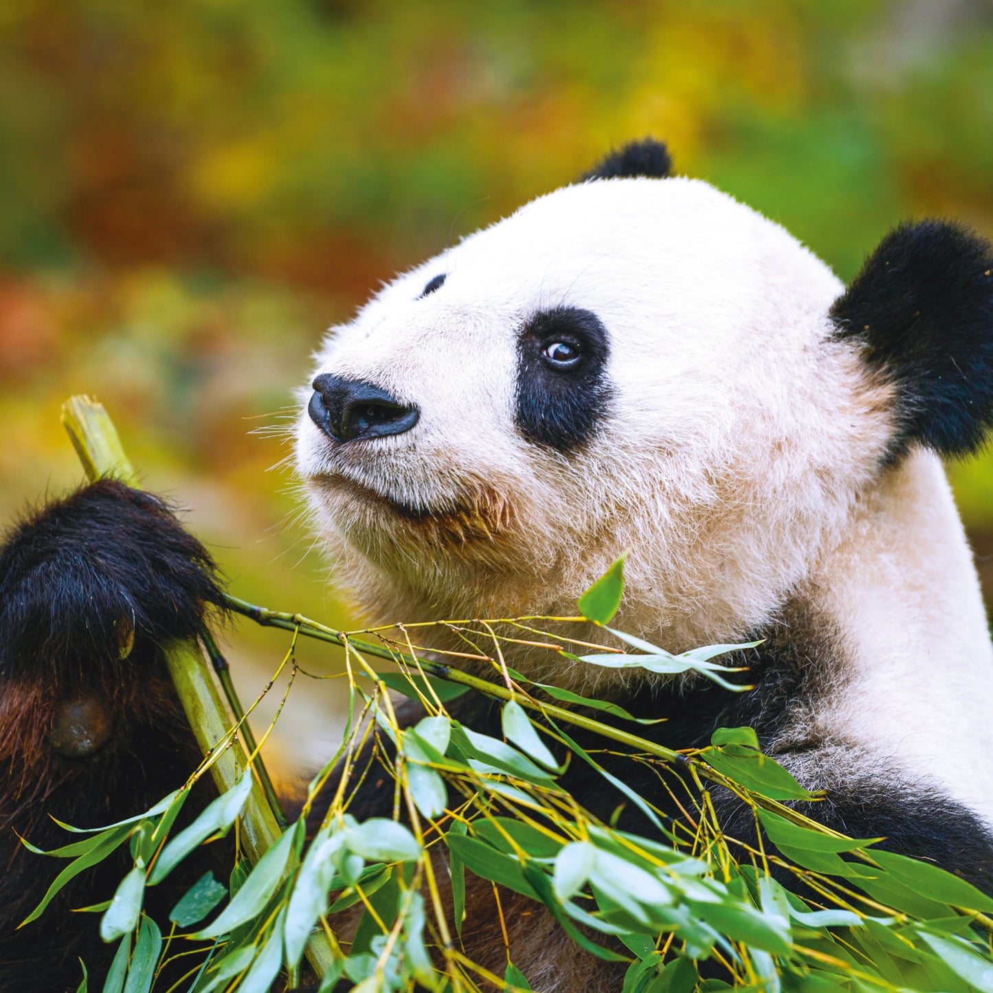 Broschürenkalender Pandas 2025, 30 x 30 cm
