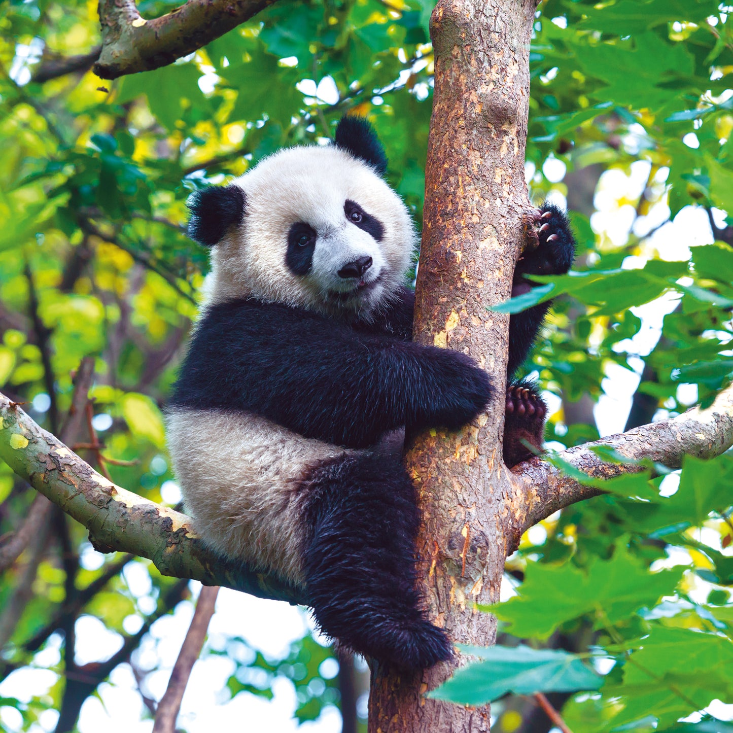 Broschürenkalender Pandas 2025, 30 x 30 cm
