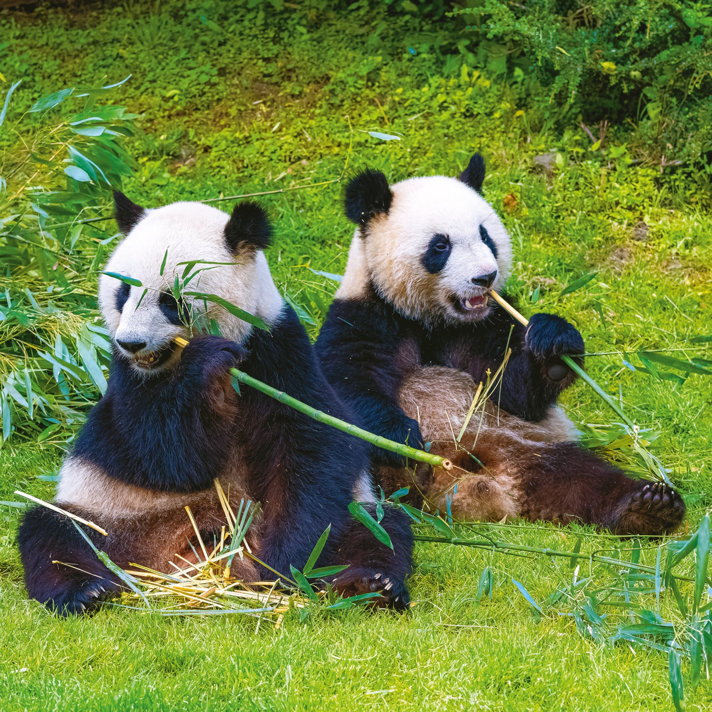 Broschürenkalender Pandas 2025, 30 x 30 cm