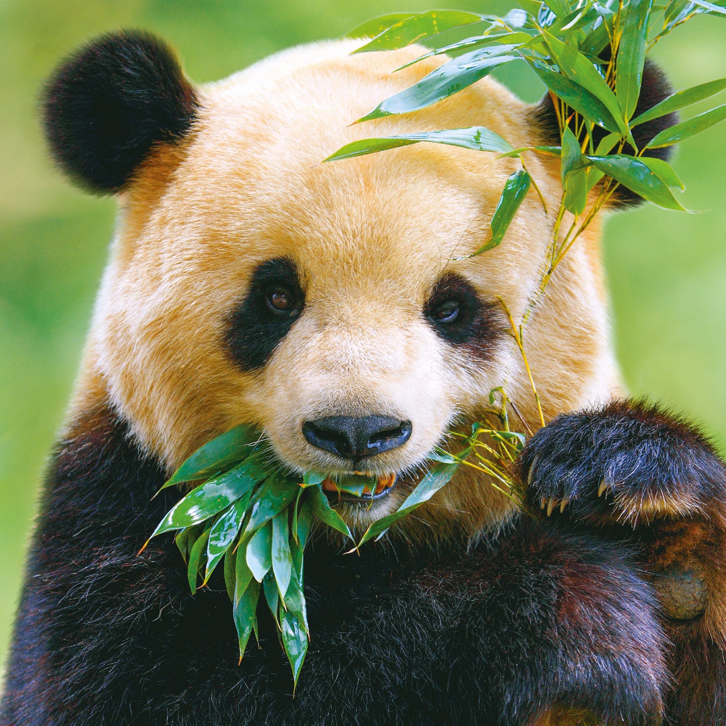 Broschürenkalender Pandas 2025, 30 x 30 cm