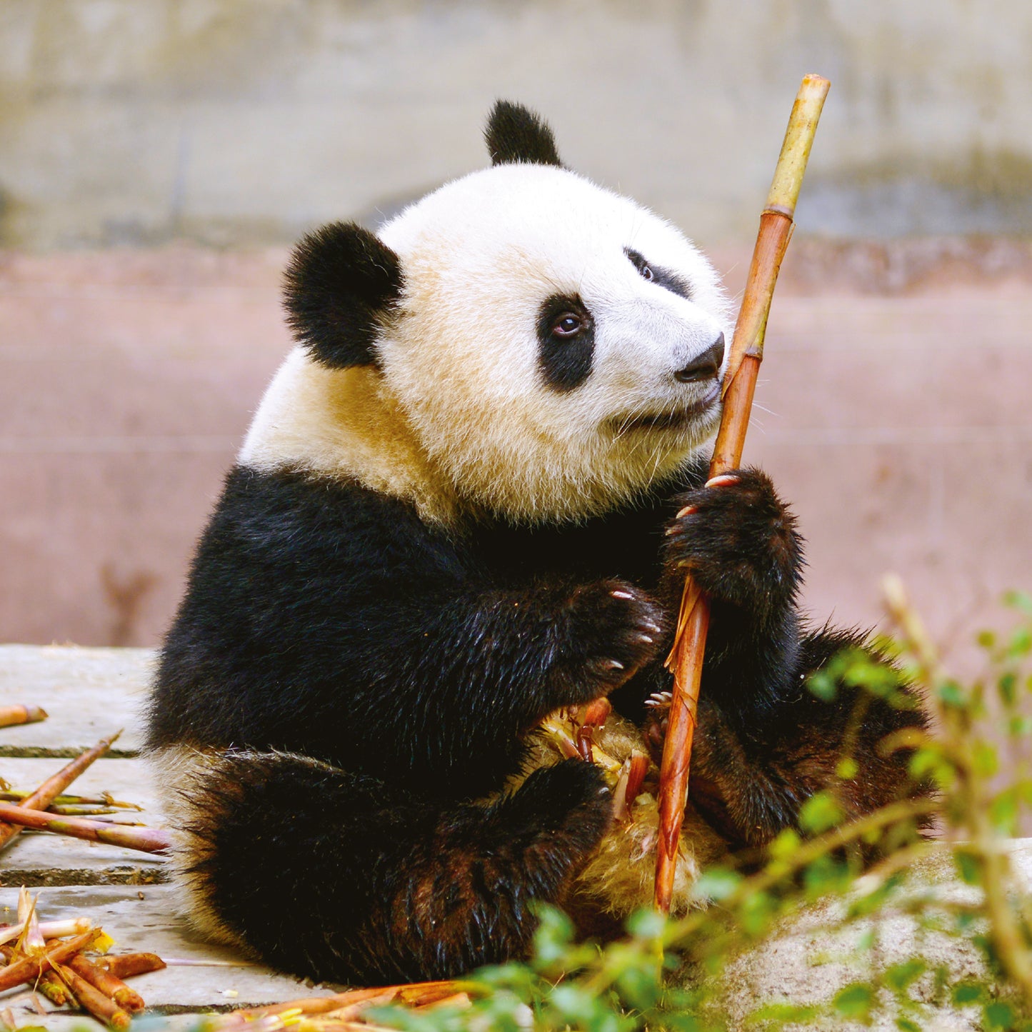 Broschürenkalender Pandas 2025, 30 x 30 cm