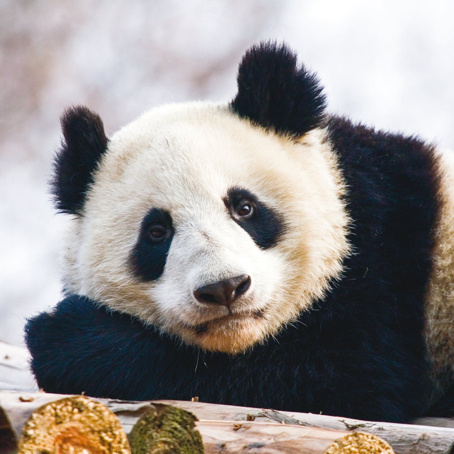 Broschürenkalender Pandas 2025, 30 x 30 cm