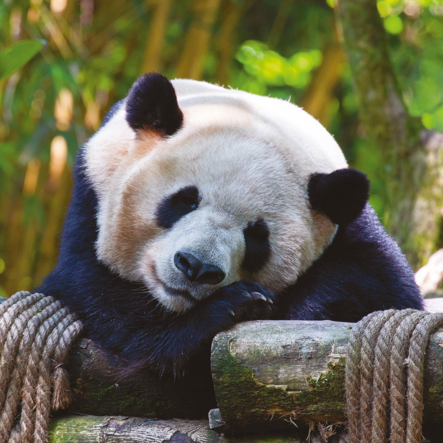 Broschürenkalender Pandas 2025, 30 x 30 cm