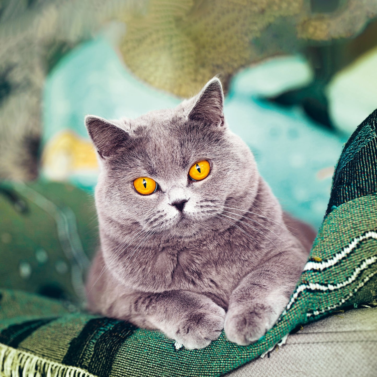 Broschürenkalender Katzen 2025, 30 x 30 cm