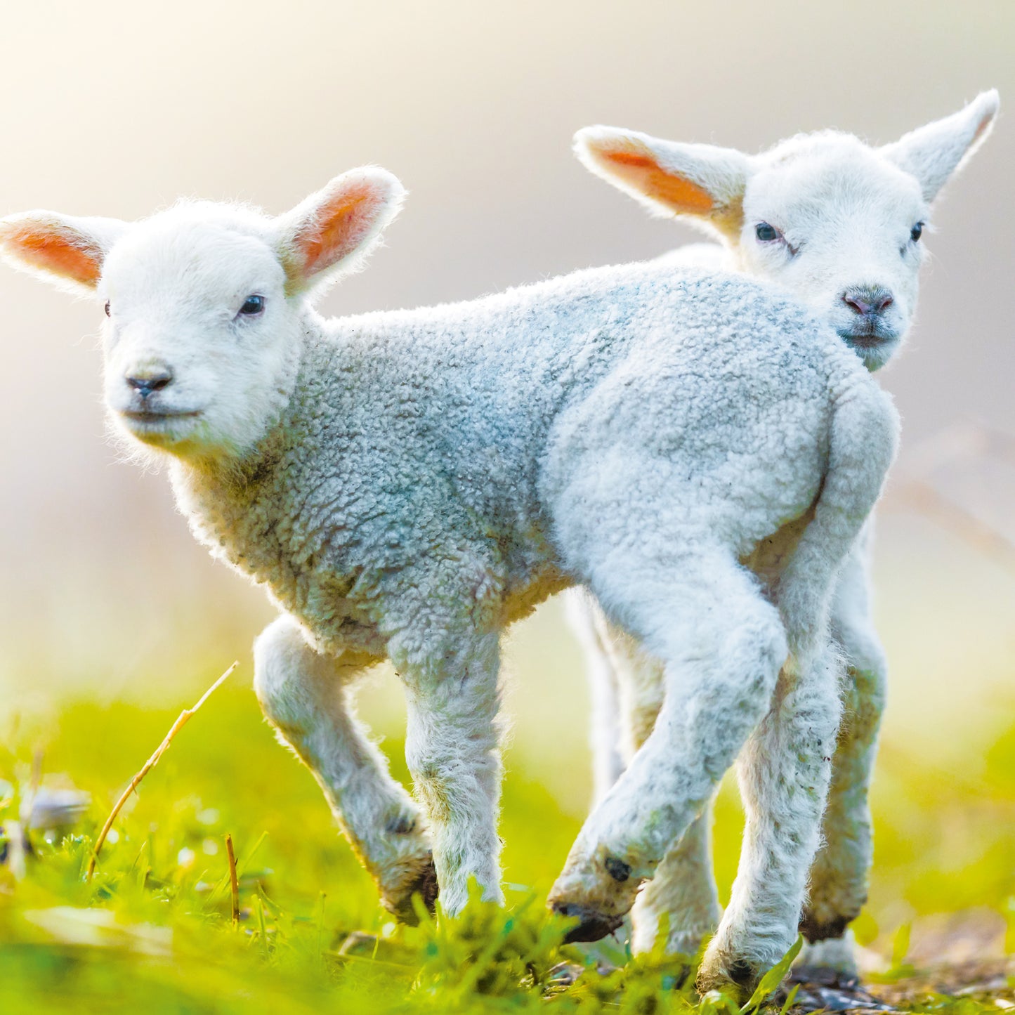 Broschürenkalender Tierbabies 2025, 30 x 30 cm
