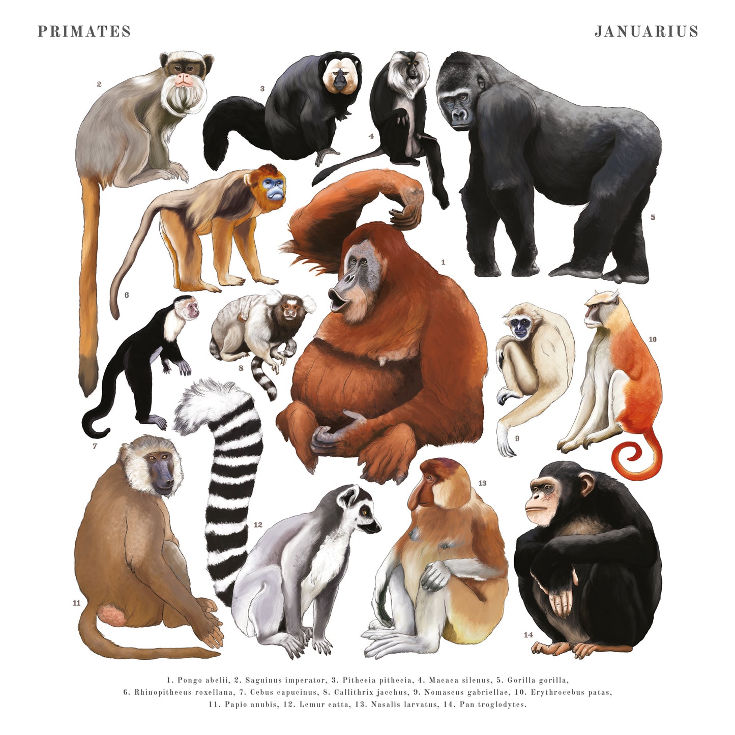 Animalium Broschürenkalender 2025, 30 x 30 cm