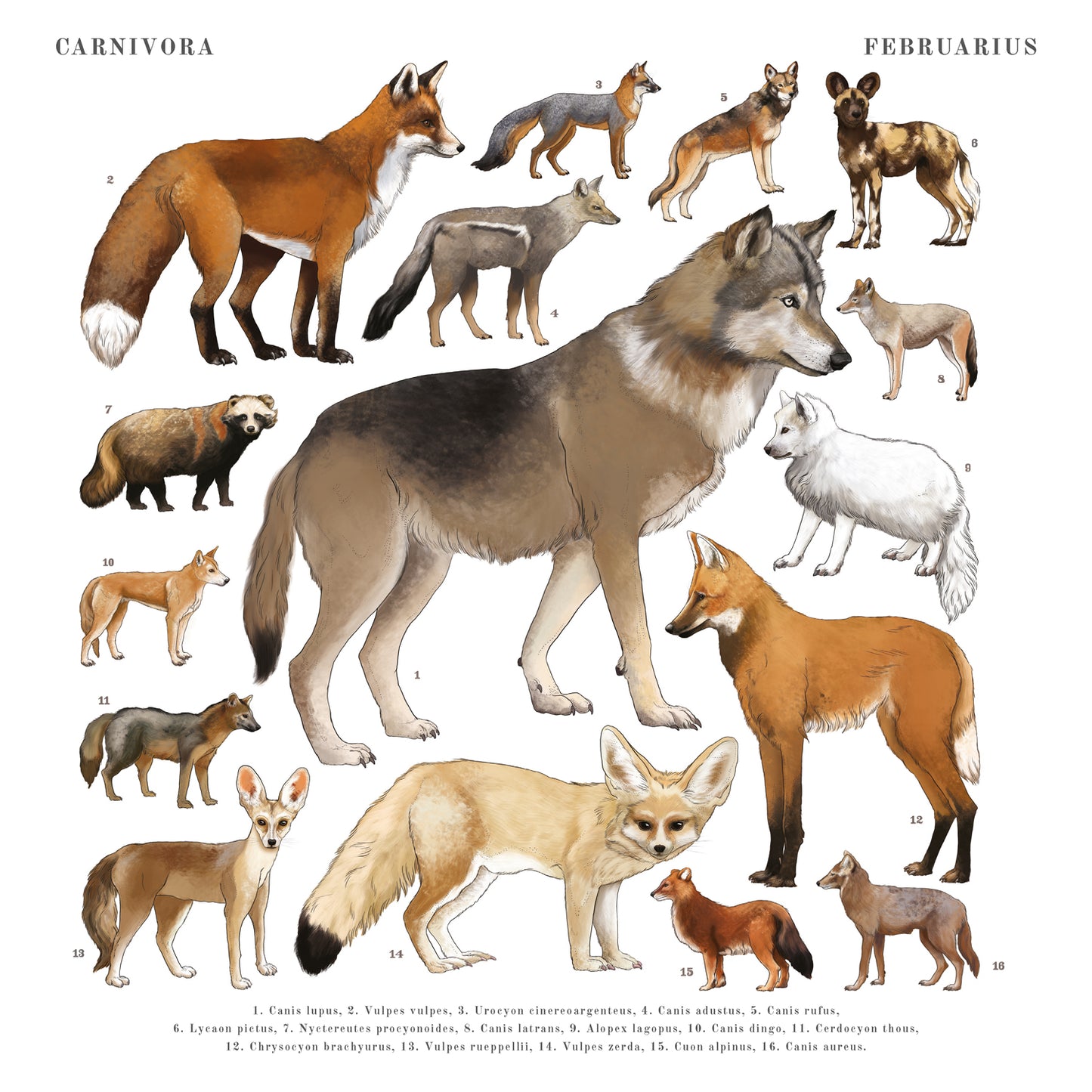 Animalium Broschürenkalender 2025, 30 x 30 cm