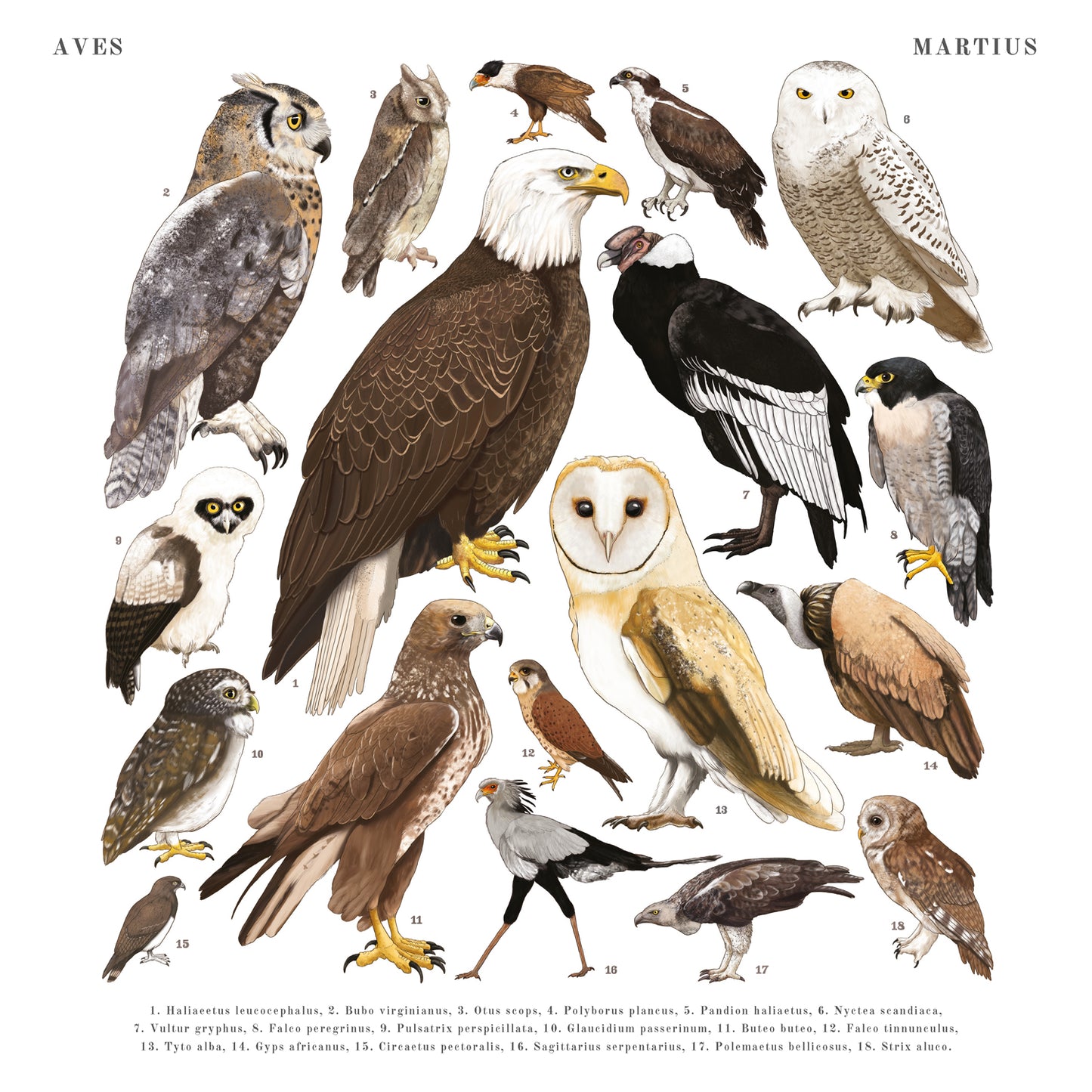 Animalium Broschürenkalender 2025, 30 x 30 cm