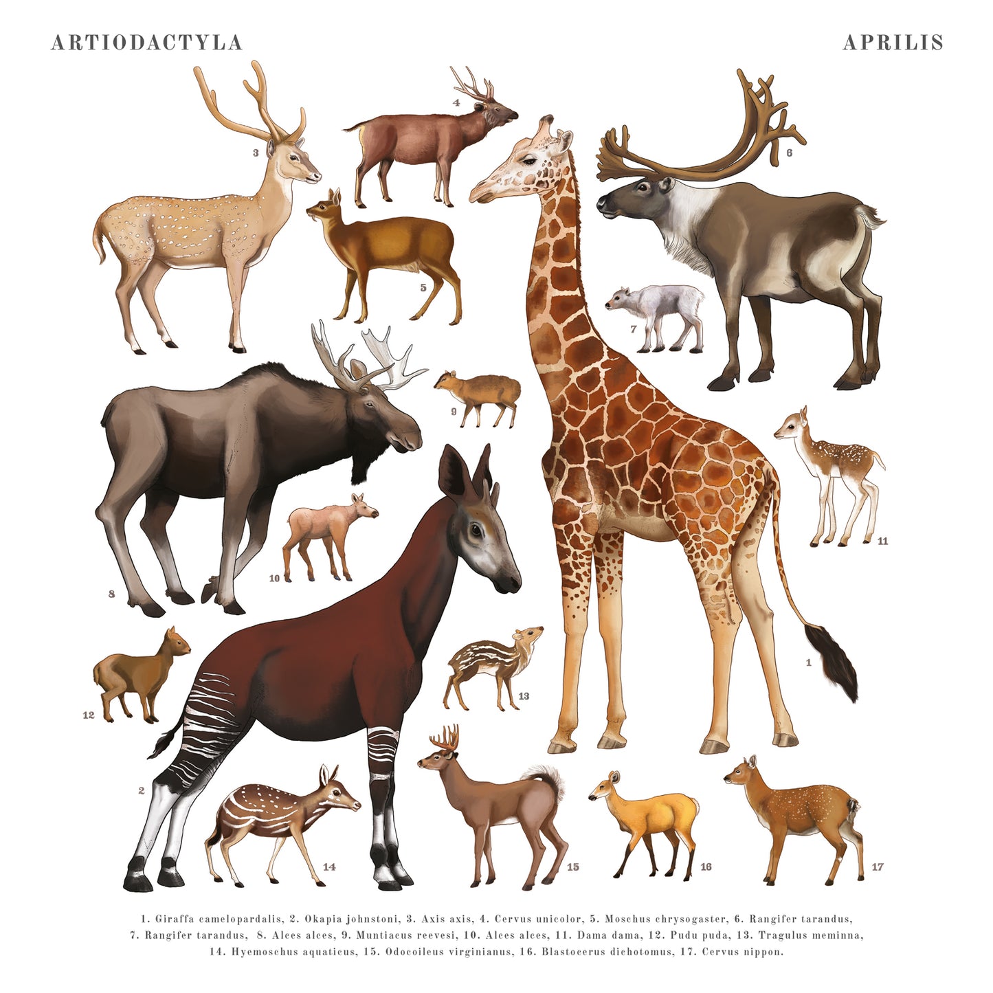 Animalium Broschürenkalender 2025, 30 x 30 cm