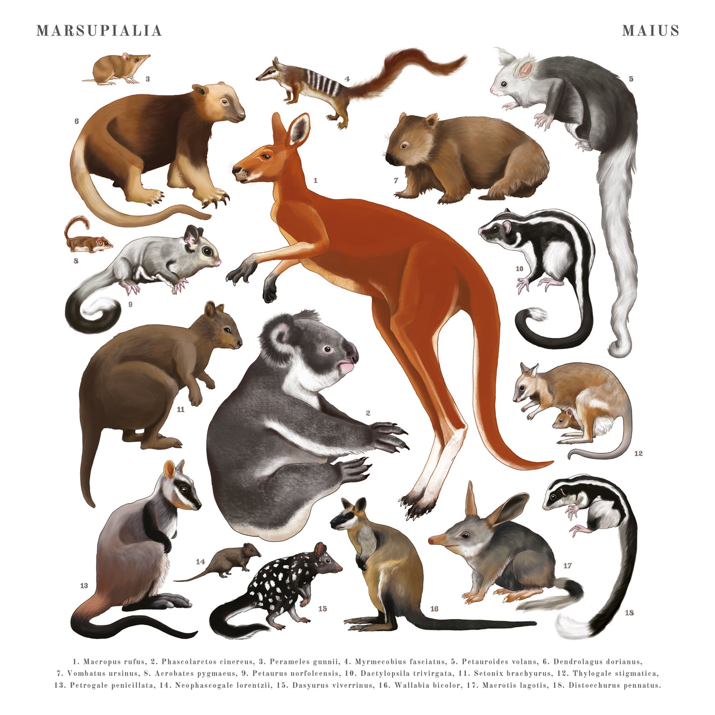 Animalium Broschürenkalender 2025, 30 x 30 cm