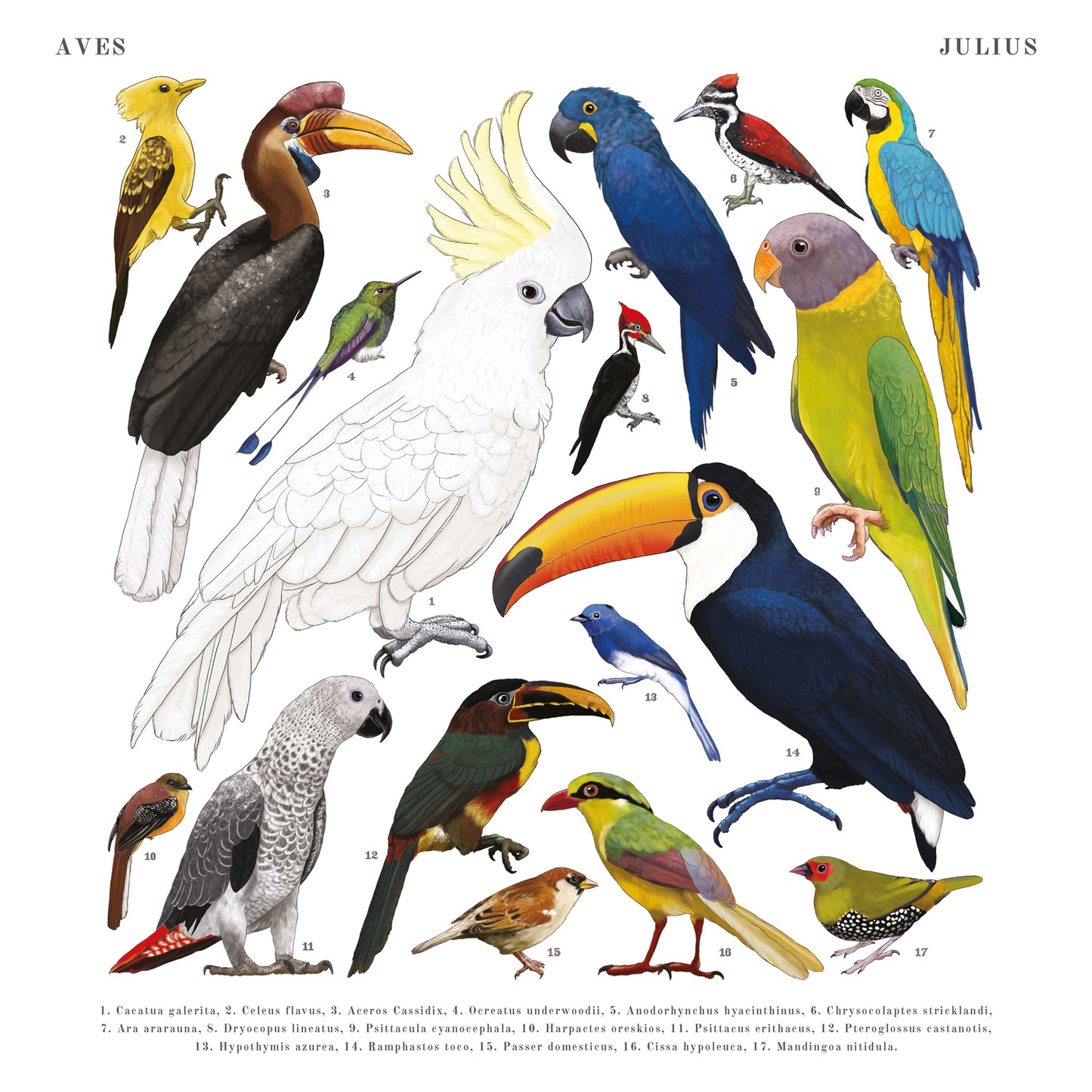 Animalium Broschürenkalender 2025, 30 x 30 cm