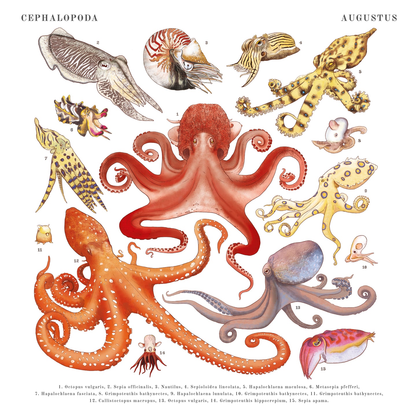 Animalium Broschürenkalender 2025, 30 x 30 cm