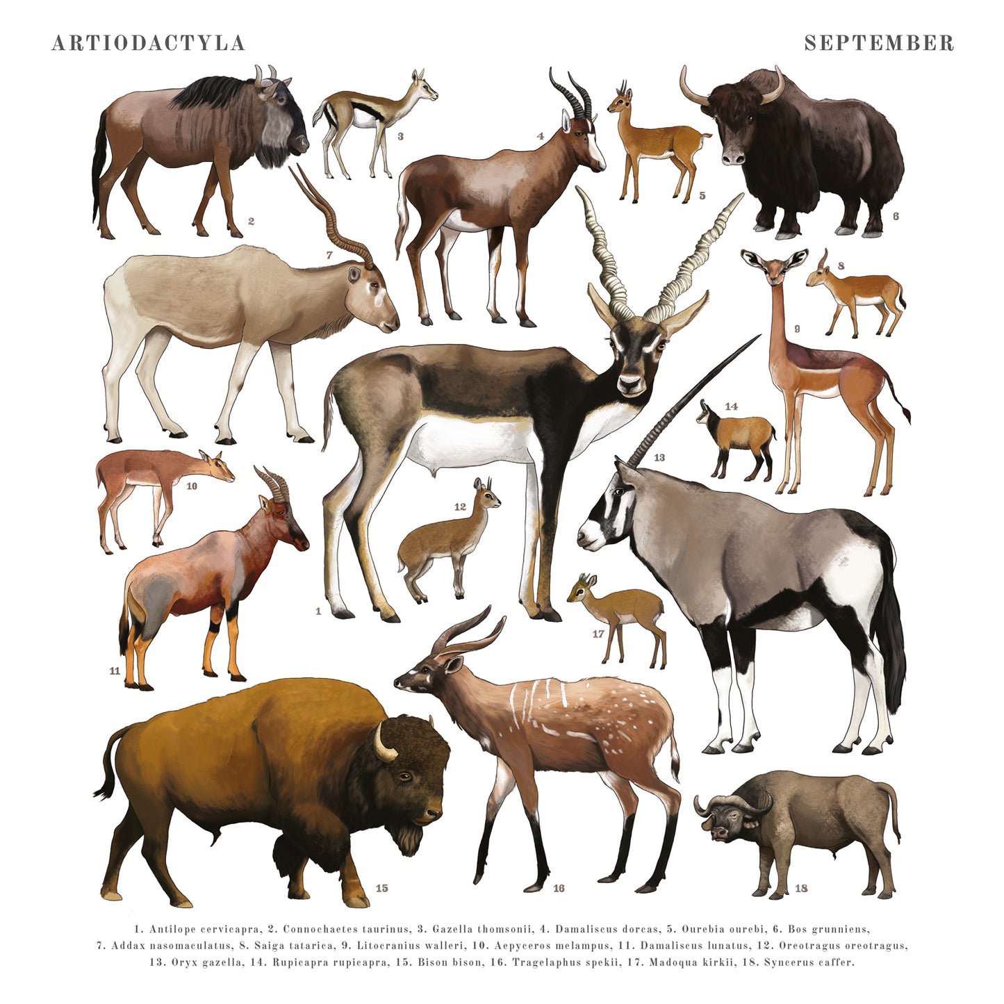 Animalium Broschürenkalender 2025, 30 x 30 cm