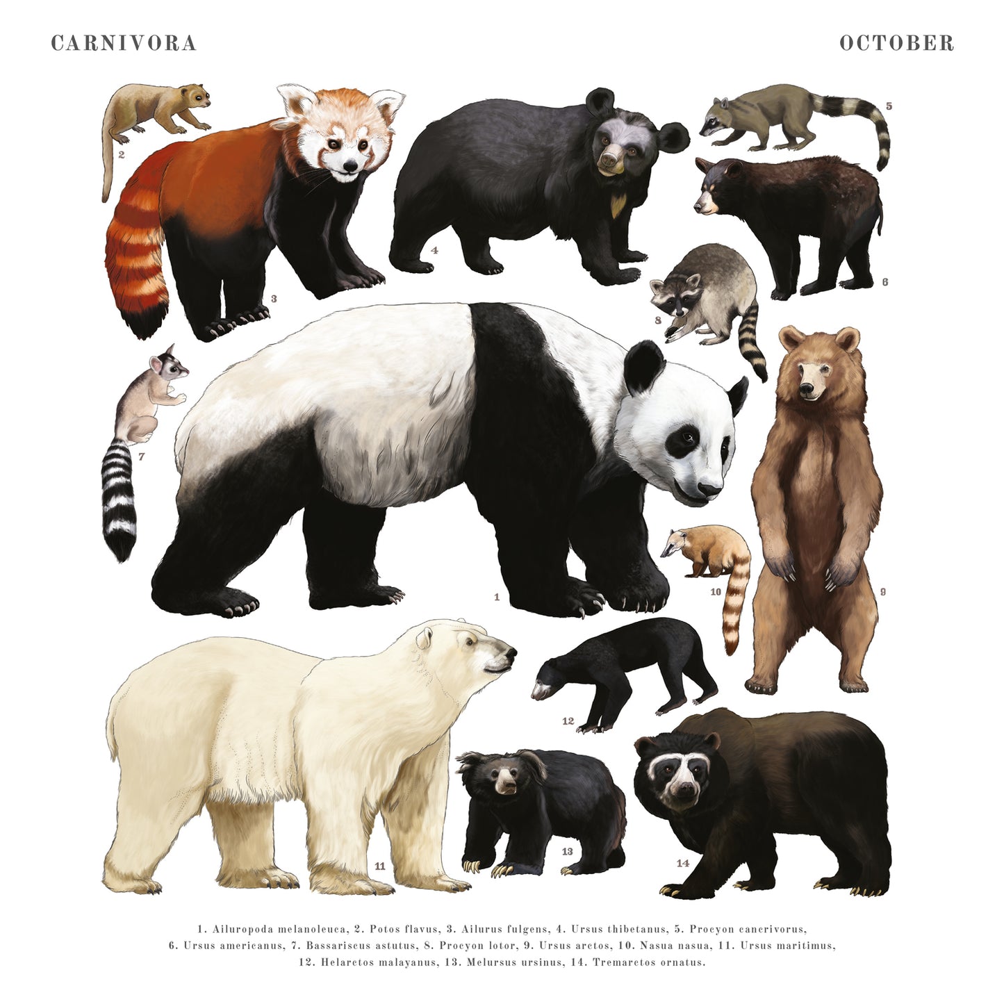 Animalium Broschürenkalender 2025, 30 x 30 cm