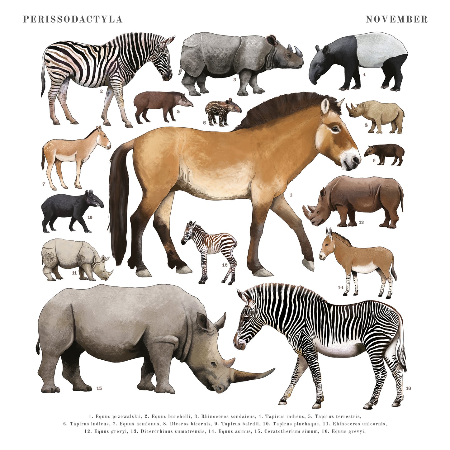Animalium Broschürenkalender 2025, 30 x 30 cm